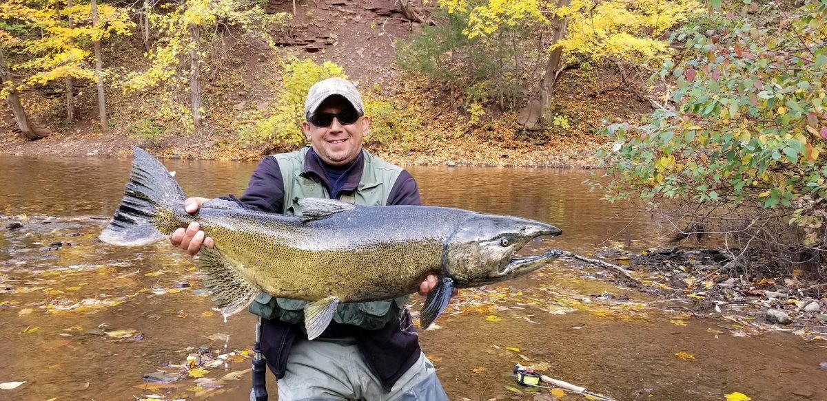 Angler holding a large Chinook salmon on the Oak Orchard River with fall foliage