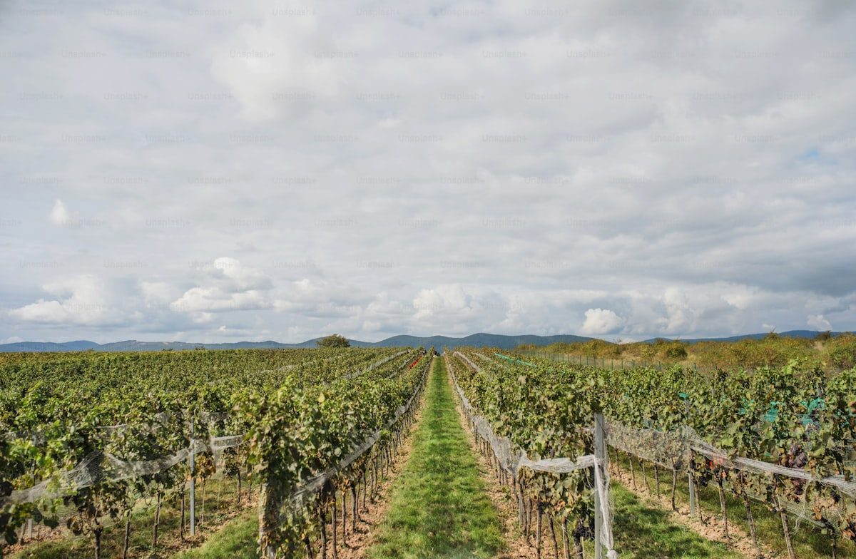 Vineyard rows at a local winery in Orleans County